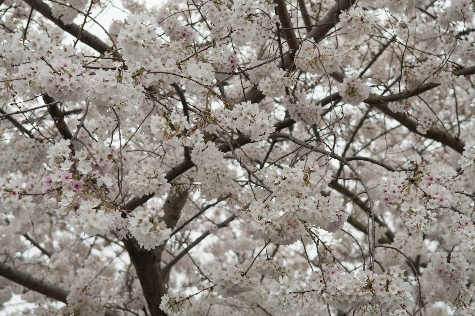 Ornamental cherry trees in full spring bloom at Central Church in Collierville.