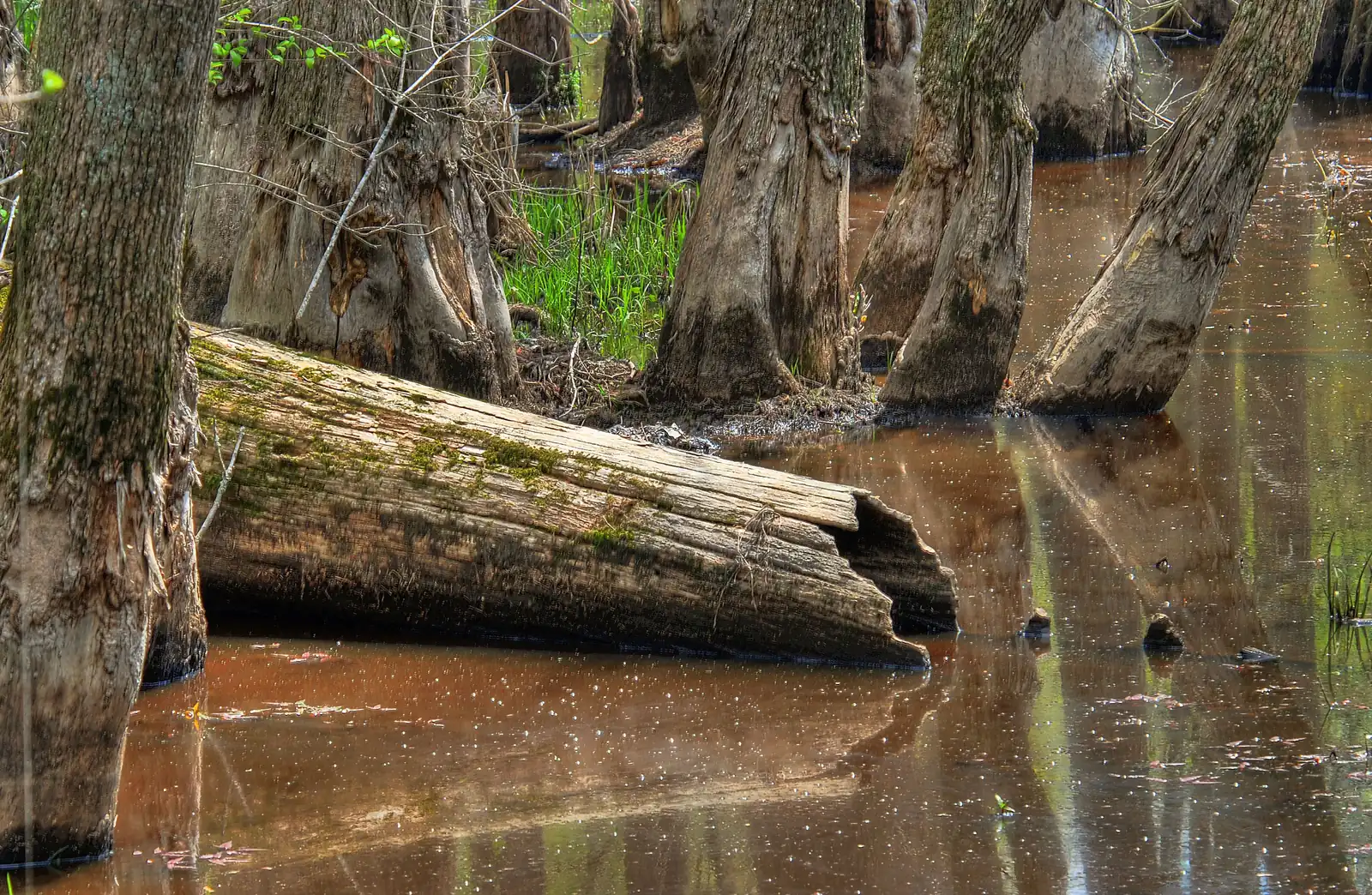 A hollow log lies in the water along the Peterson Lake Nature Trail at W.C. Johnson Park in Collierville.