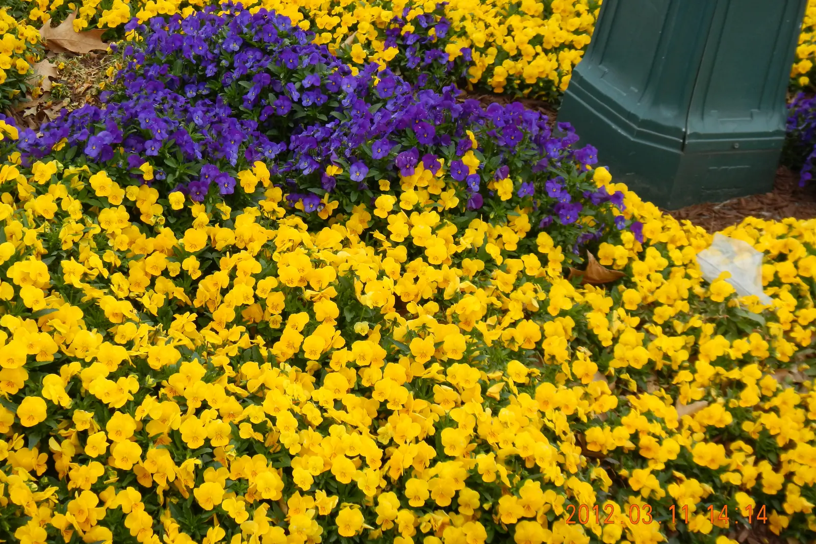 Yellow and purple pansies in a flower bed at Schilling Farms on Poplar Avenue in Collierville.